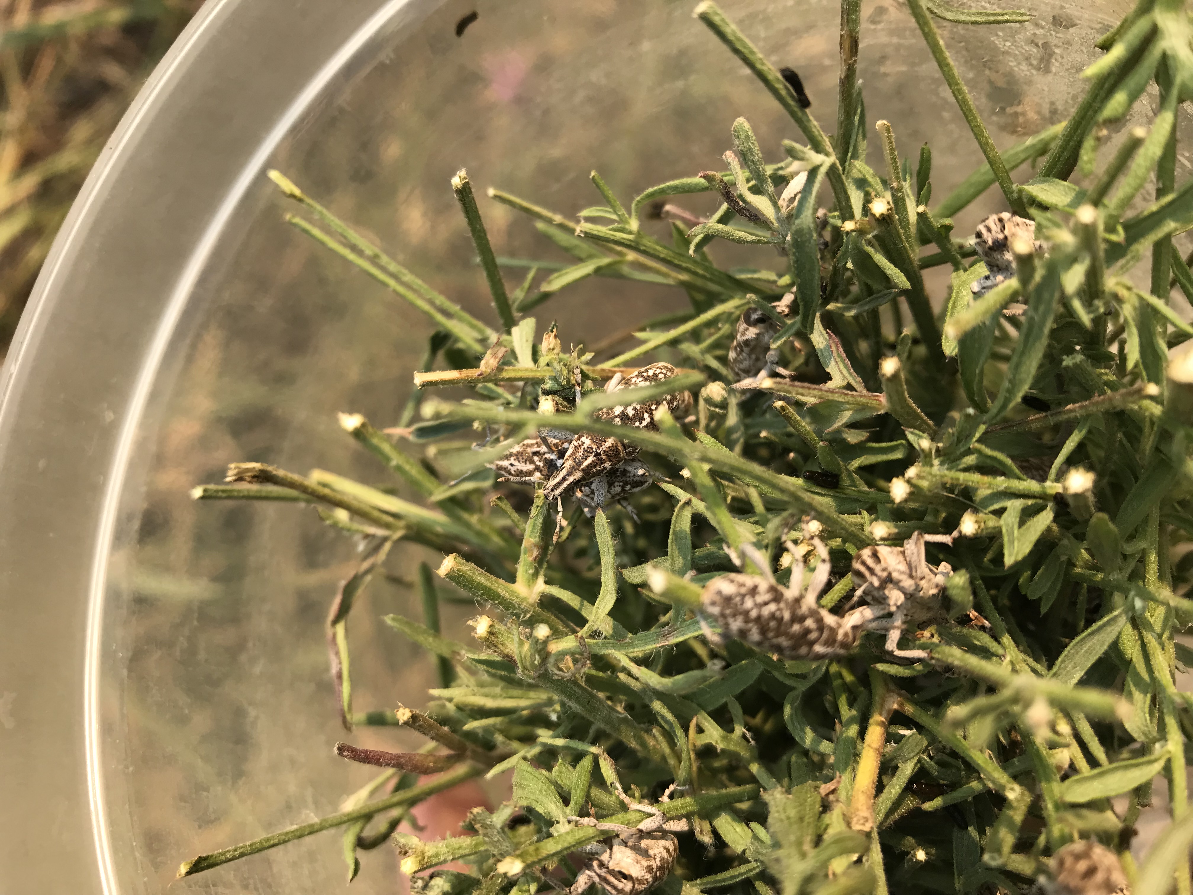 More bioagents released to help control spotted knapweed