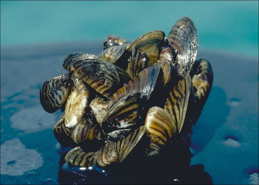 Video Outlining the Threat of Mussels in BC